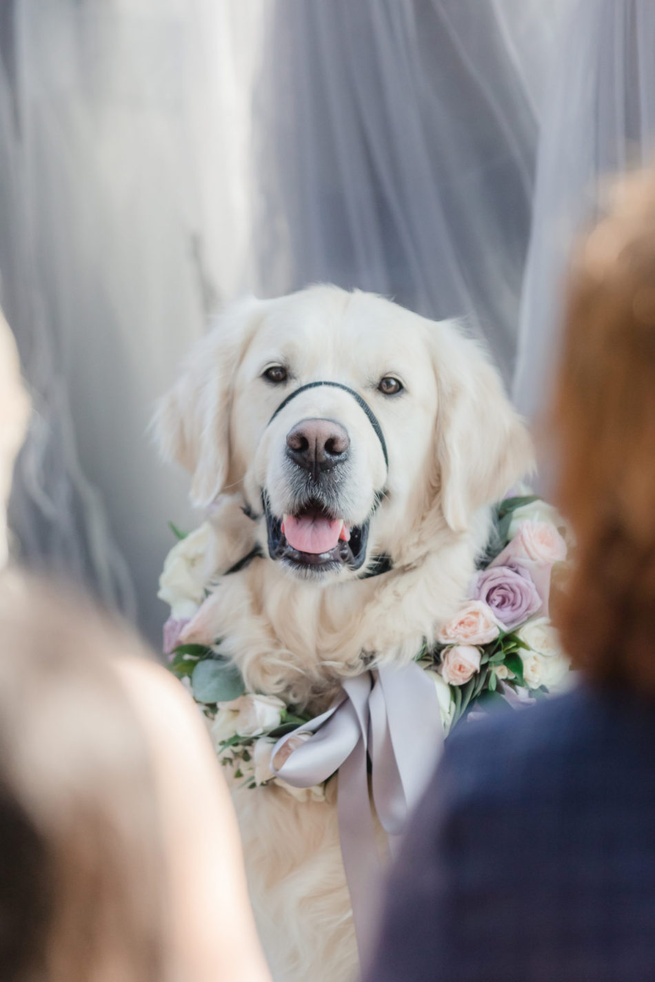 lavender floral wreath, dog with flowers, purple floral wreath, floral design, florist, wedding florist, wedding flowers, orange county weddings, orange county wedding florist, orange county florist, orange county floral design, flowers by cina