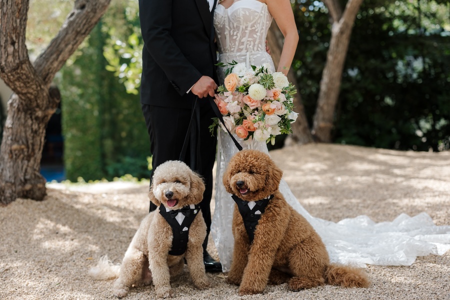 Bride and groom standing with two dogs. 